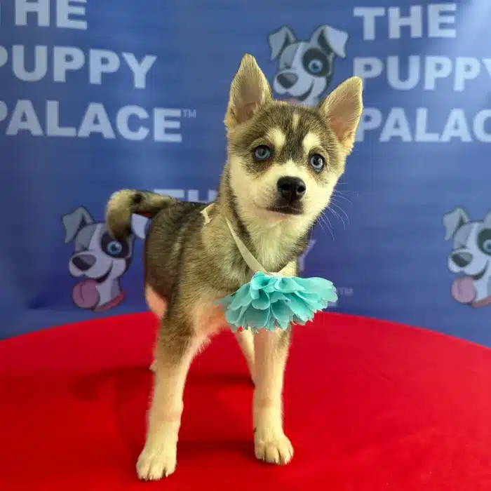 Alaskan Klee Kai - Lilith