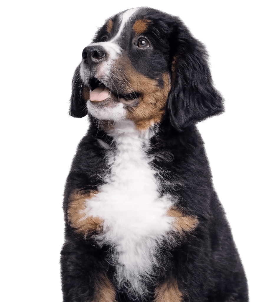 Purebred puppy available at The Puppy Palace CT Glastonbury Connecticut