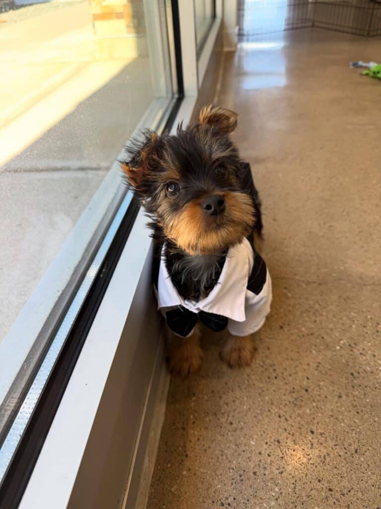 Dog