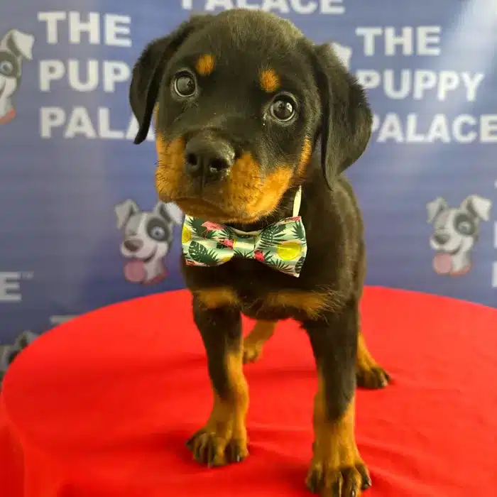 Dozer - Rottweiler