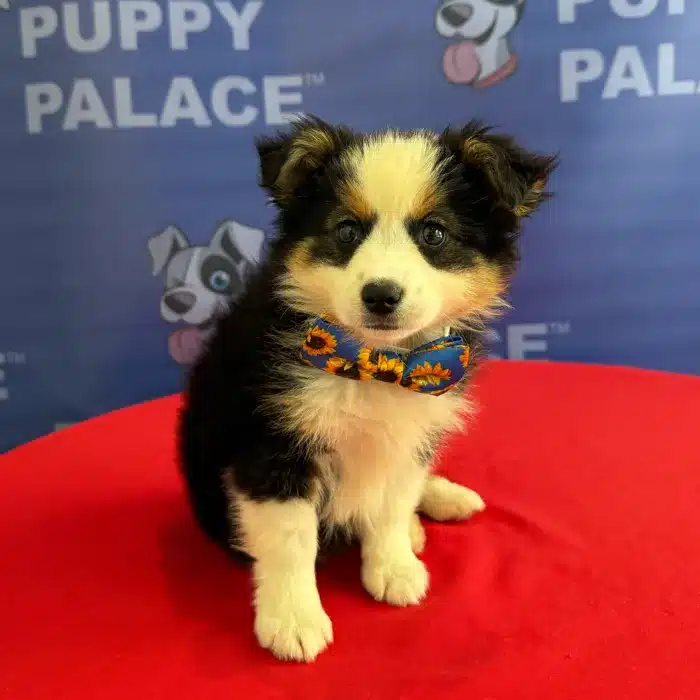 Hoover - Miniature American Shepherd
