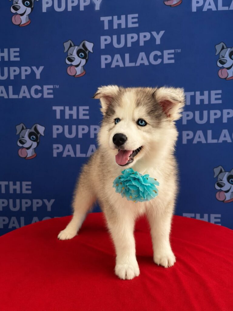 Husky puppy