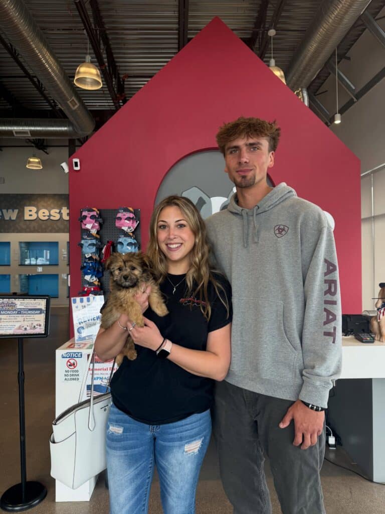 Lottie the Havashire - The Puppy Palace CT