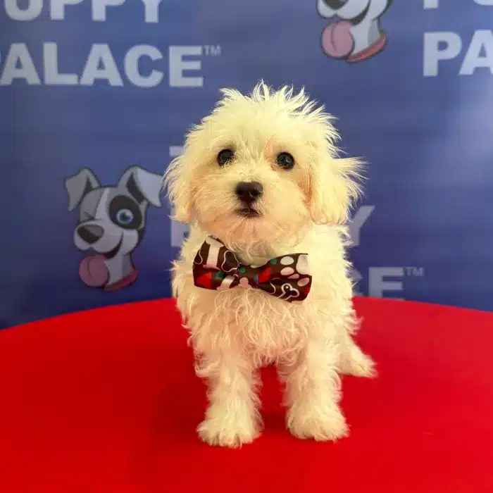 Mars - Maltese