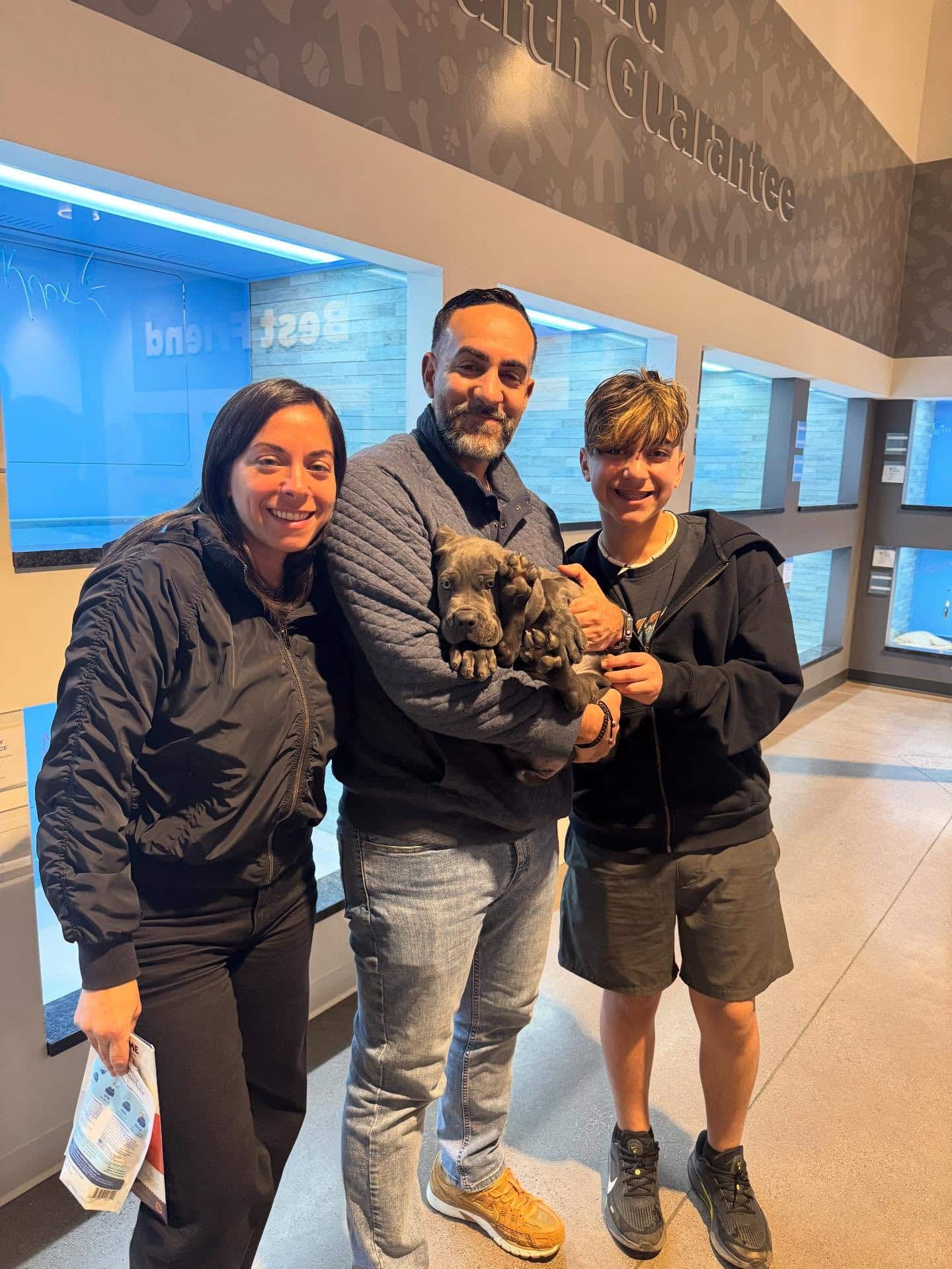 Maverick the Cane Corso - The Puppy Palace CT