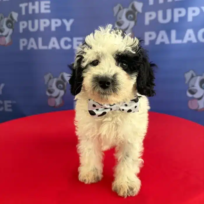 Pongo - Mini Poodle