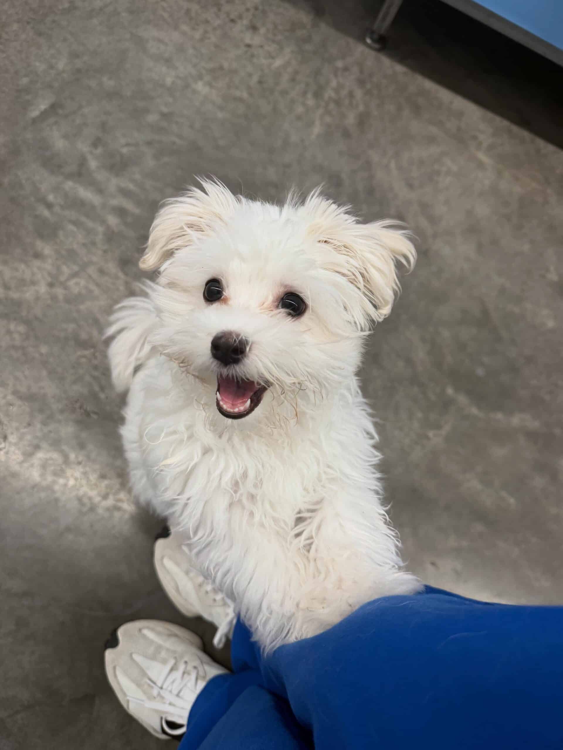 Special order -White puppy breed