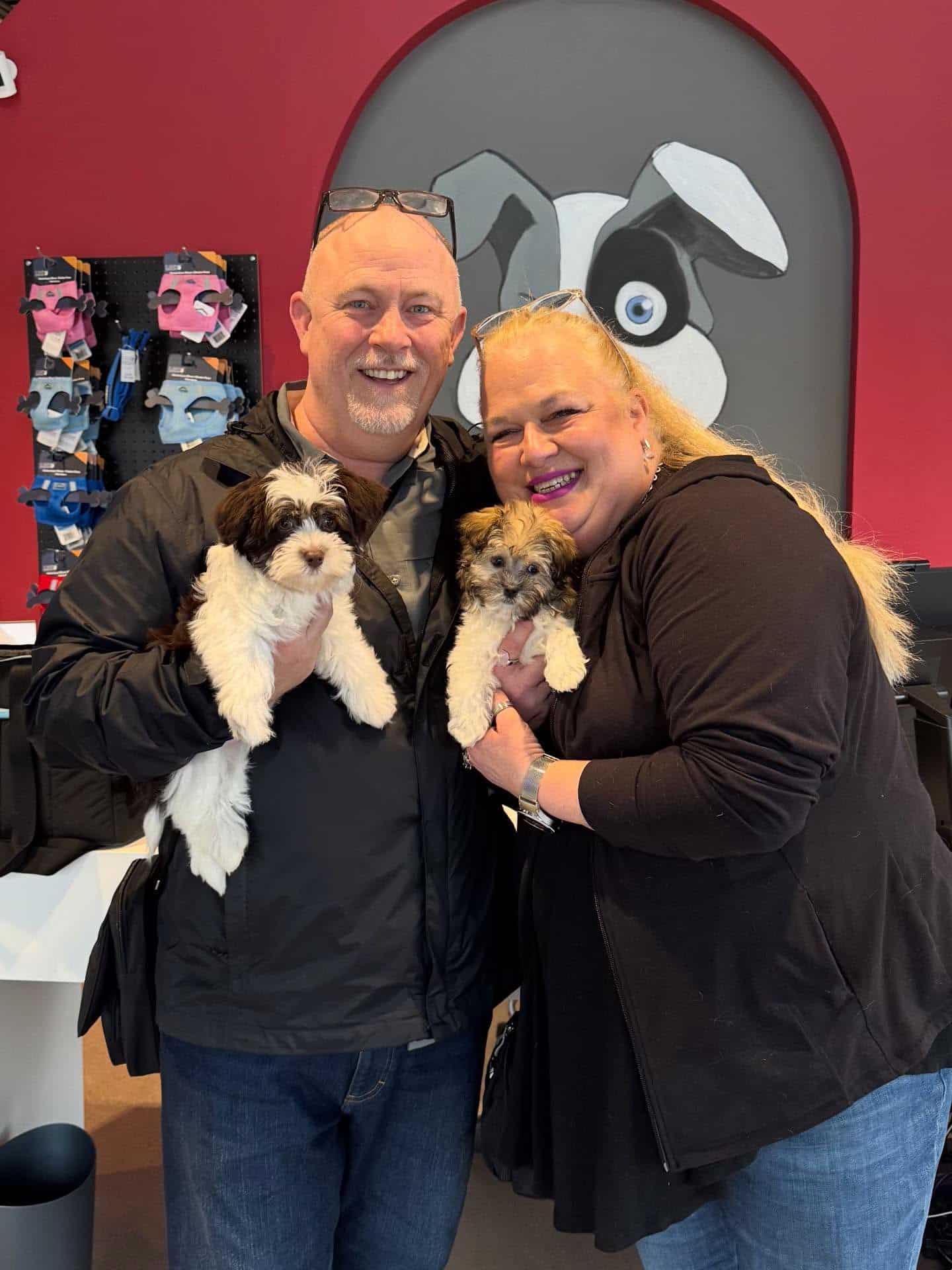 Willow & Chewie the Havanese - The Puppy Palace CT