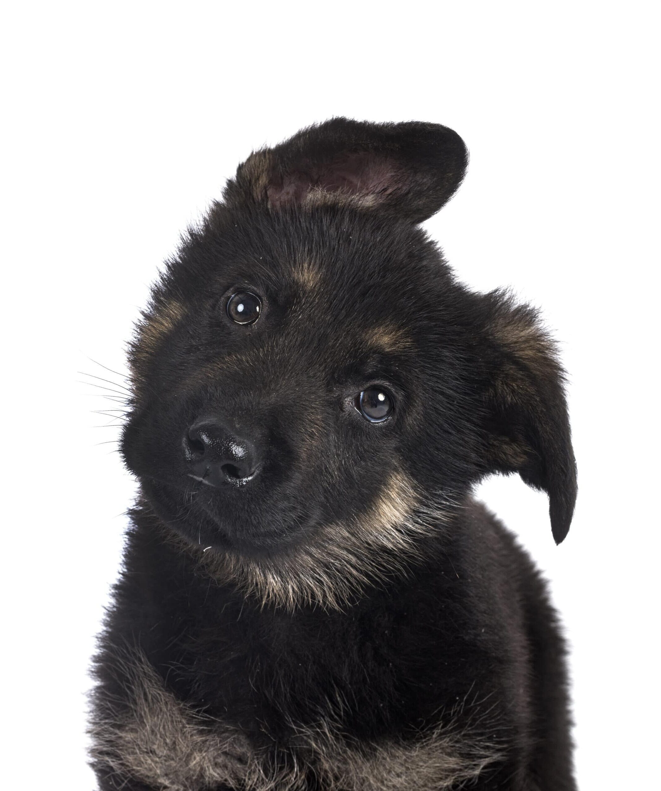 German Shepherd puppy available at The Puppy Palace CT