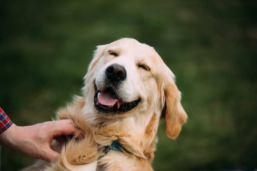 close-view-of-funny-young-happy-labrador-retriever-smiling-dog.jpg